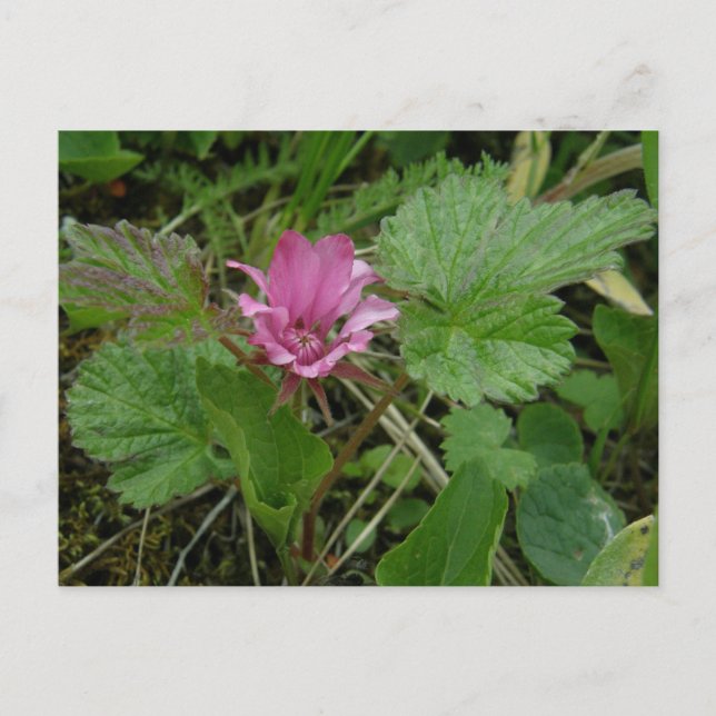 Cartão Postal Nangoon Blossom, Ilha de Unalaska (Frente)