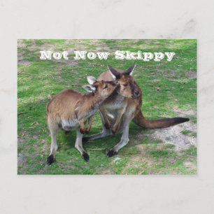 Cartão Postal Não Agora, Skippy