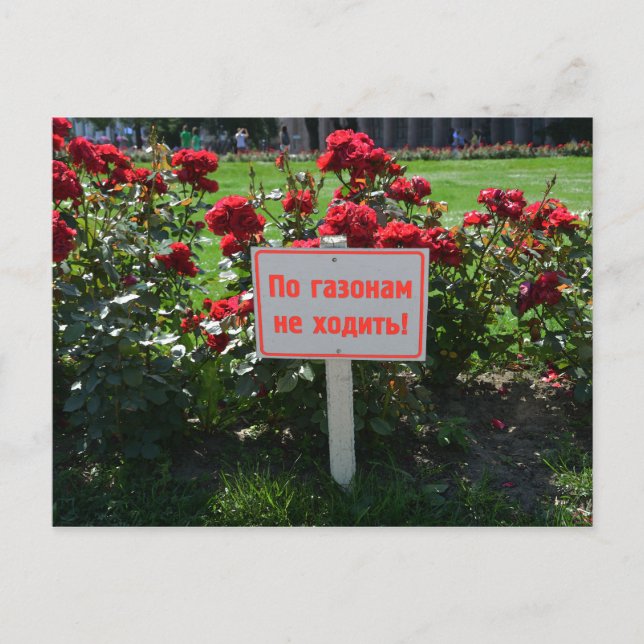 Cartão Postal Não escolha as flores, Ruas. Petersburgo, Rússia (Frente)