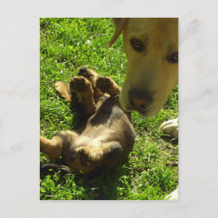 Cartão Postal Não fui eu