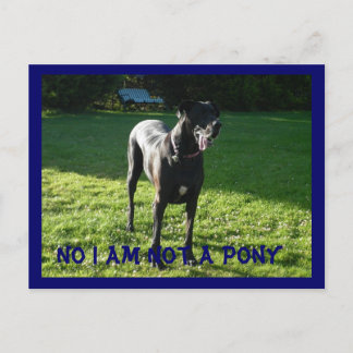 Cartão Postal Não Um Cartão-Postal Pony