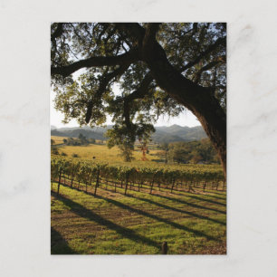 CARTÃO POSTAL NAPA VALLEY