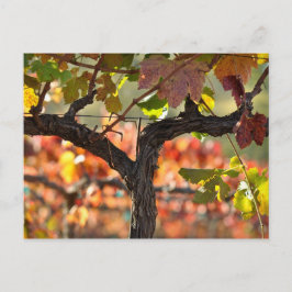 Cartão Postal Napa Valley Vineyard, Califórnia
