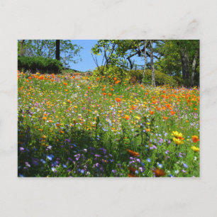 Cartão Postal Napa wildflowers card