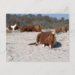 Cartão Postal Nápoles em Pôneis Selvagens no Parque Nacional de