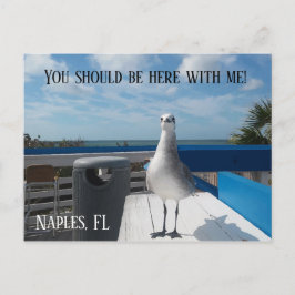 Cartão Postal NÁPOLES, FL, Gaivota Impressão Beach