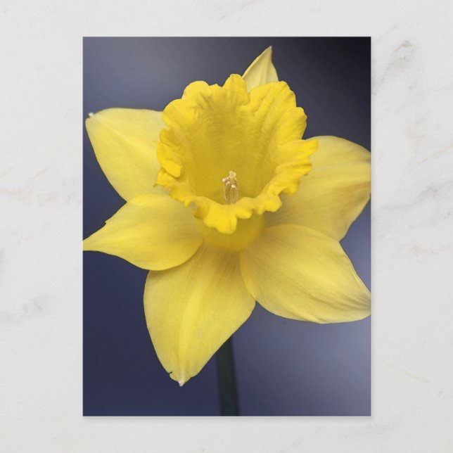 Cartão Postal Narciso Amarelo Flor Pintor aquoso Floral (Frente)