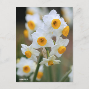 Cartão Postal Narciso [Cartão postal]