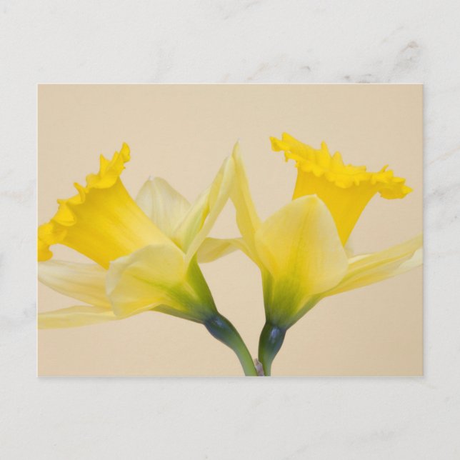 Cartão Postal Narcisos amarelos (Frente)