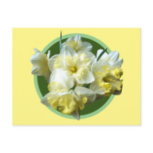 Narcisos Brancos Amarelos Flores de Narciso