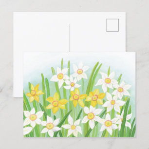 Cartão Postal Narcisos da Primavera 