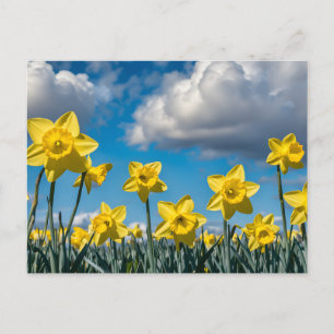 Cartão Postal Narcisos Dançando