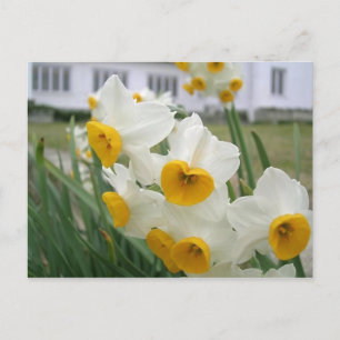 Cartão Postal Narcisos de Primavera em Flor Jardim Floral