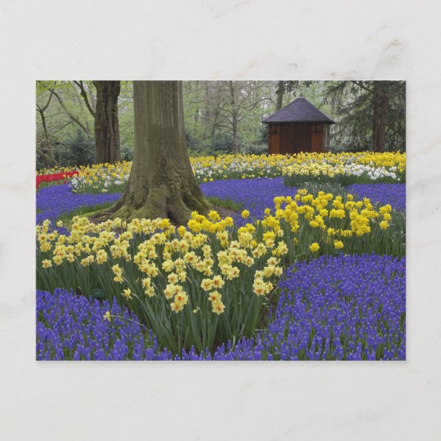 Cartão Postal Narcisos, jacintos e jardim de tulipas, (Frente)