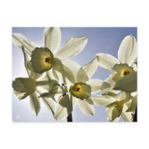 Narcissen die bloeien met een lente blauwe lucht 