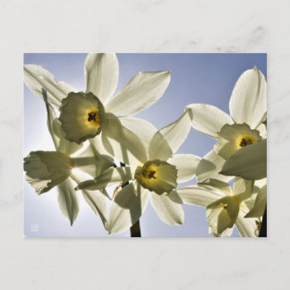 Cartão Postal Narcissen die bloeien met een lente blauwe lucht 