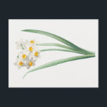 Cartão Postal Narcissus, Pierre-Joseph Redouté, 1805<br><div class="desc">Pierre-Joseph Redouté,  1805,  
stippled engraving,  printed in color,  in La Botanique de Jean-Jacques Rousseau... .
french,  narcissus,  flowers,  floral,  botanical print,  vintage,  retro,  bright soft,  nature,  natural,  formal,  sophisticated,  minimalist,  minimalism,  white,  yellow,  green,  delicate,  elegant,  sophisticated,  stately,  chic,  drawing,  cottagecore</div>