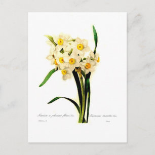 Cartão Postal Narcissus tazetta.var