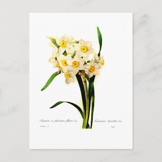 Cartão Postal Narcissus tazetta.var (Frente)