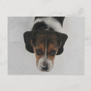 Cartão Postal Nariz congelado