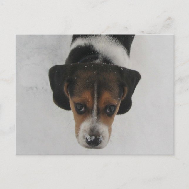 Cartão Postal Nariz congelado (Frente)