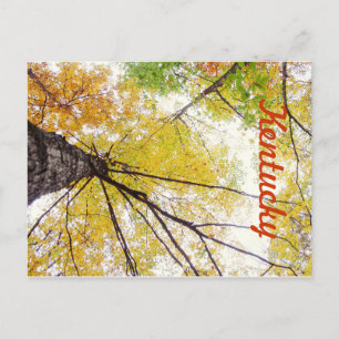 Cartão Postal Nas Árvores por JerseyFawn