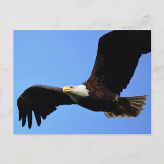 Cartão Postal Nas Asas da Águia