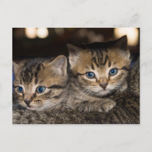 Cartão Postal Nas Costas da Mamãe