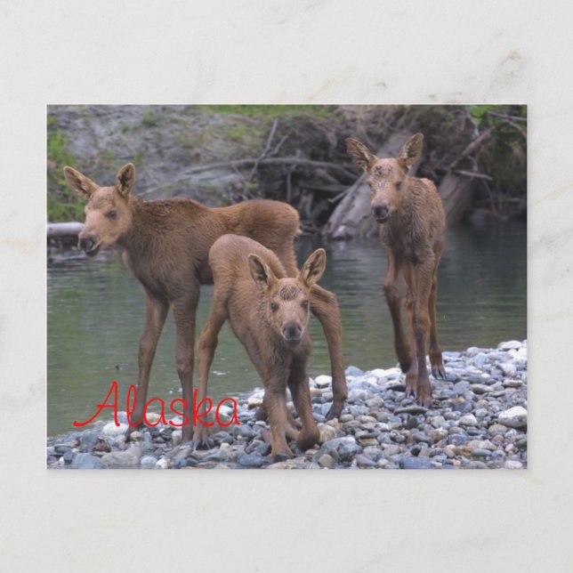 Cartão Postal Nascer No Alasca (Frente)