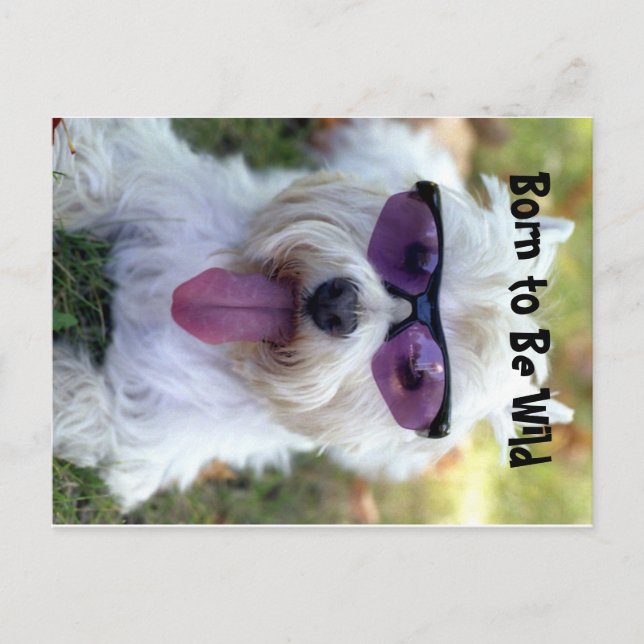 Cartão Postal Nascer para ser curinga (Frente)