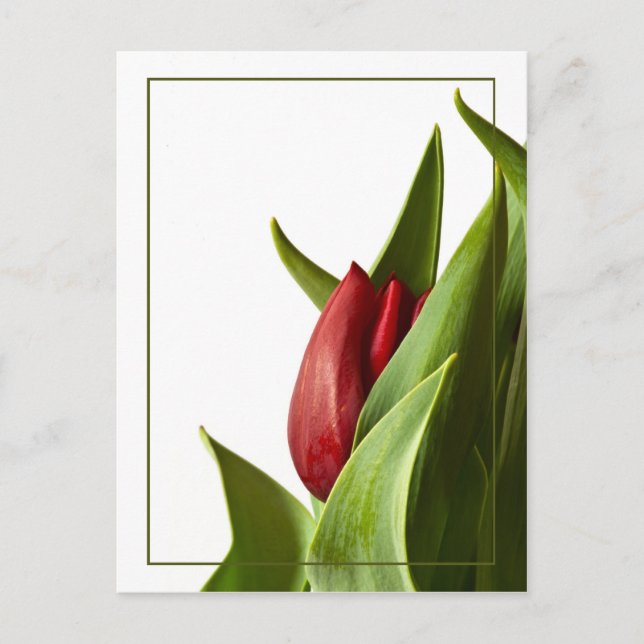 Cartão Postal Nascimento de uma Tulipa Vermelha Primavera (Frente)