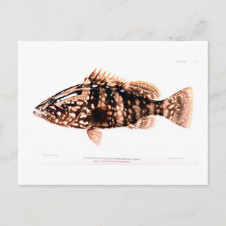 Cartão Postal Nassau Grouper