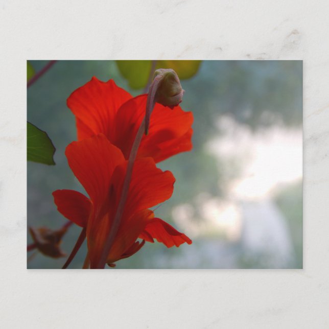 Cartão Postal Nasturtium Blooms (Frente)