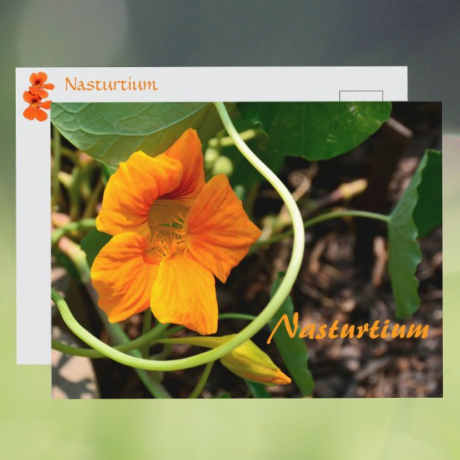 Cartão Postal Nasturtium Flower Fotográfica Botânica (Criador carregado)