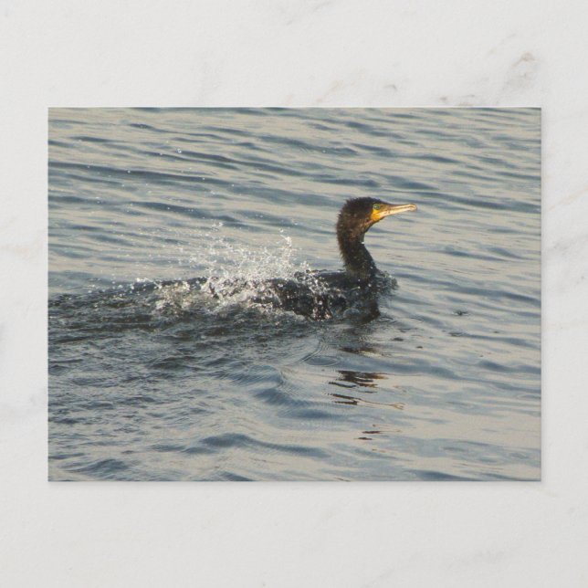 Cartão Postal Natação Cormoreira (Frente)