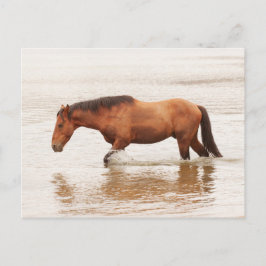 Cartão Postal Natação da manhã para um cavalo