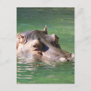 Cartão Postal Natação do Hippopotamus na superfície