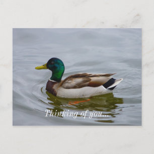 Cartão Postal Natação Mallard Natação
