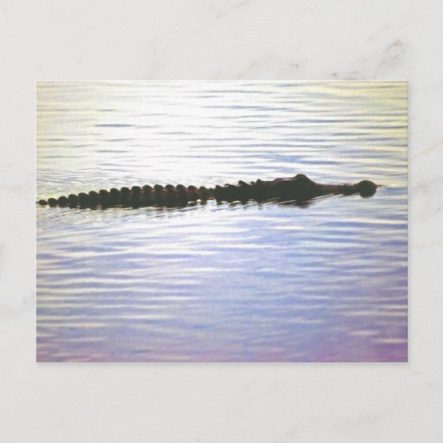 CARTÃO POSTAL NATAÇÃO SUNSET (Frente)