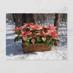 Cartão Postal Natais vintages Poinsettias