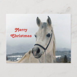 Cartão Postal Natal bonito para Cavalo Branco