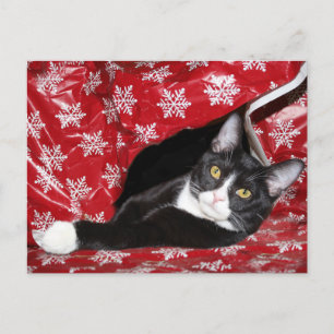 Cartão Postal Natal do gato Tuxedo