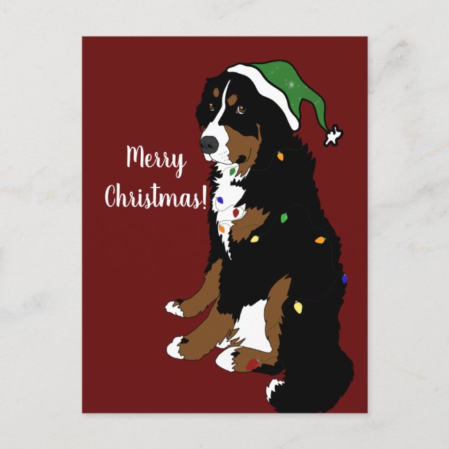 Cartão Postal Natal Feriado Bernese Mountain Dog (Frente)
