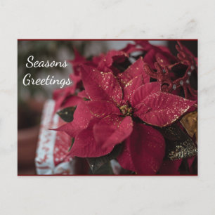 Cartão Postal Natal Poinsettia Seasons Saudações