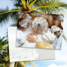 Natica Jewel Box Kitten's Paw Conchas Postcard