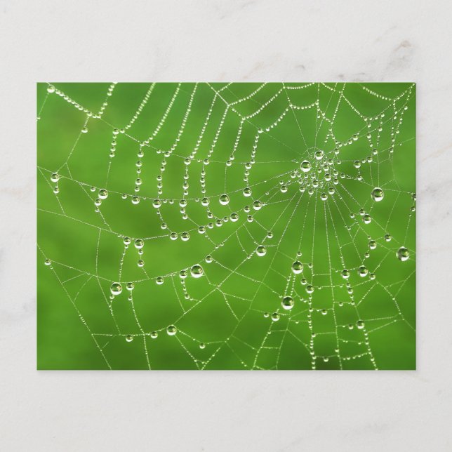 Cartão Postal Nature Dew on Spider Web (Frente)