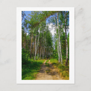 Cartão Postal Nature Landscape Forest Birch Bielorrússia