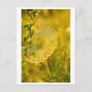 Cartão Postal Nature Landscape Spider Web