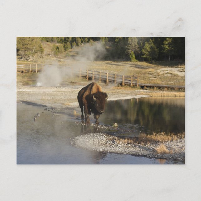 Cartão Postal Nature Wildlife Foto Americana Bison Yellowstone (Frente)