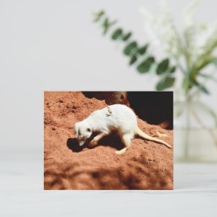 Cartão Postal Nature's Forager: White Meerkat Digging for Inseto